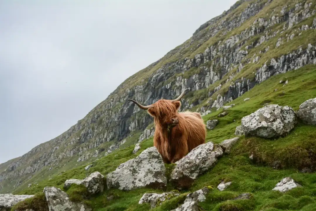 A Highland cow in the Scottish countryside