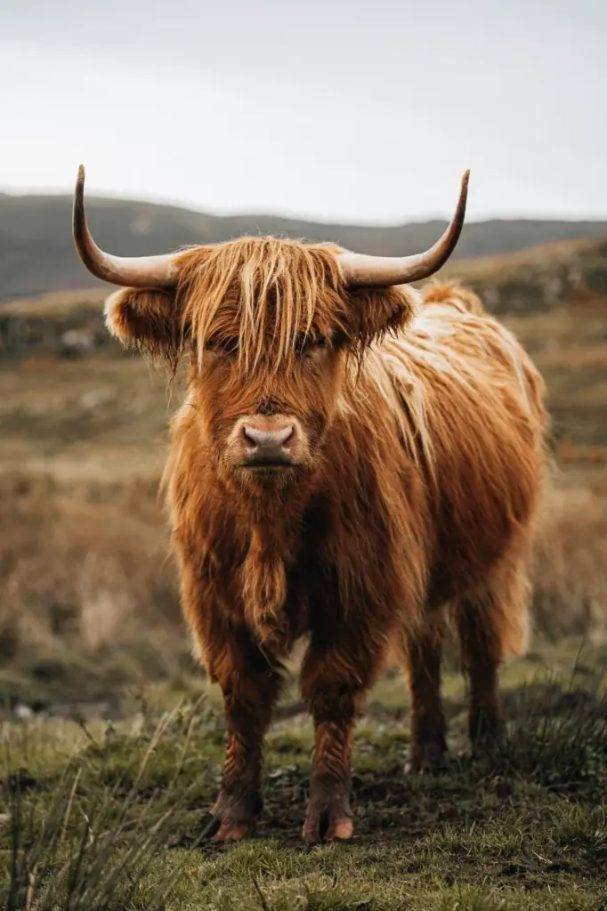 Find the fluffy locals across Scotland